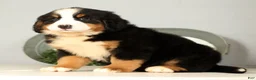 Bernese Mountain Dog dogs for sale: Roxie - Ad 3