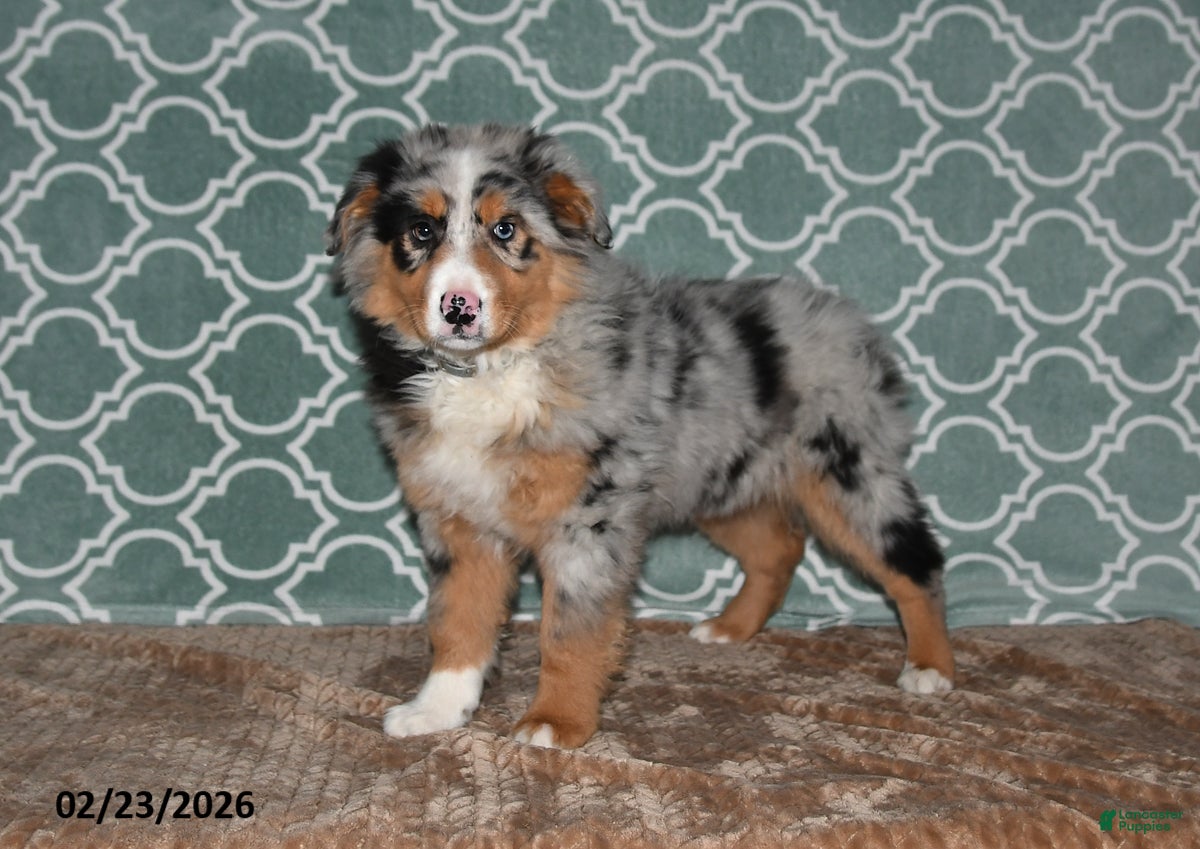 Australian Shepherd dogs Layla - Ad 1