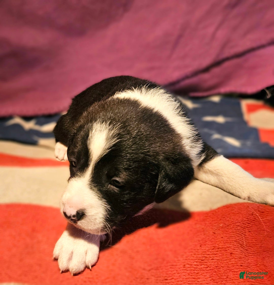 Border Collie dogs for sale: Buffy - Ad 12
