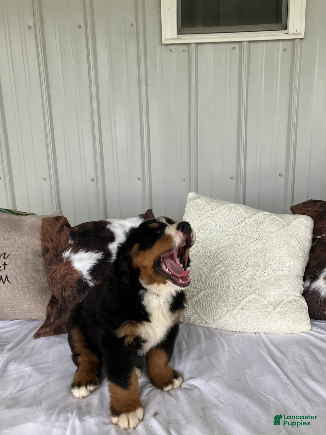 Bernese Mountain Dog dogs for sale: Green collar- Scruffy  - Ad 2