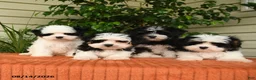 Malshi dogs for sale: Megan - Ad 5