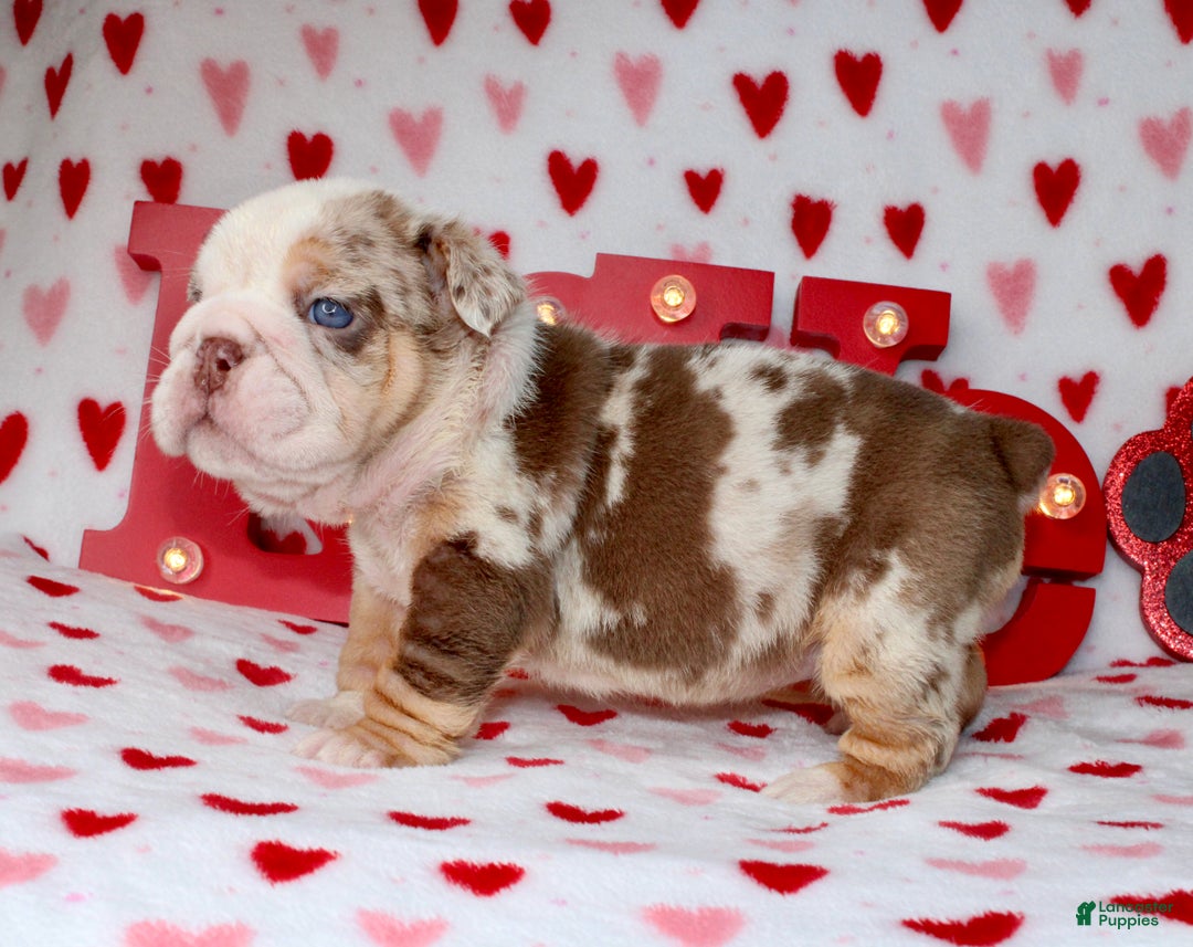 English Bulldog dogs for sale: Coco - Ad 3