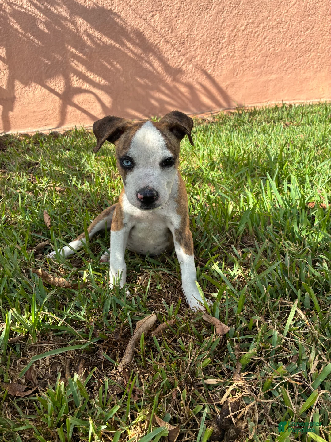 Mixed Breed dogs for sale: Mixed Breed 1 - Ad 2