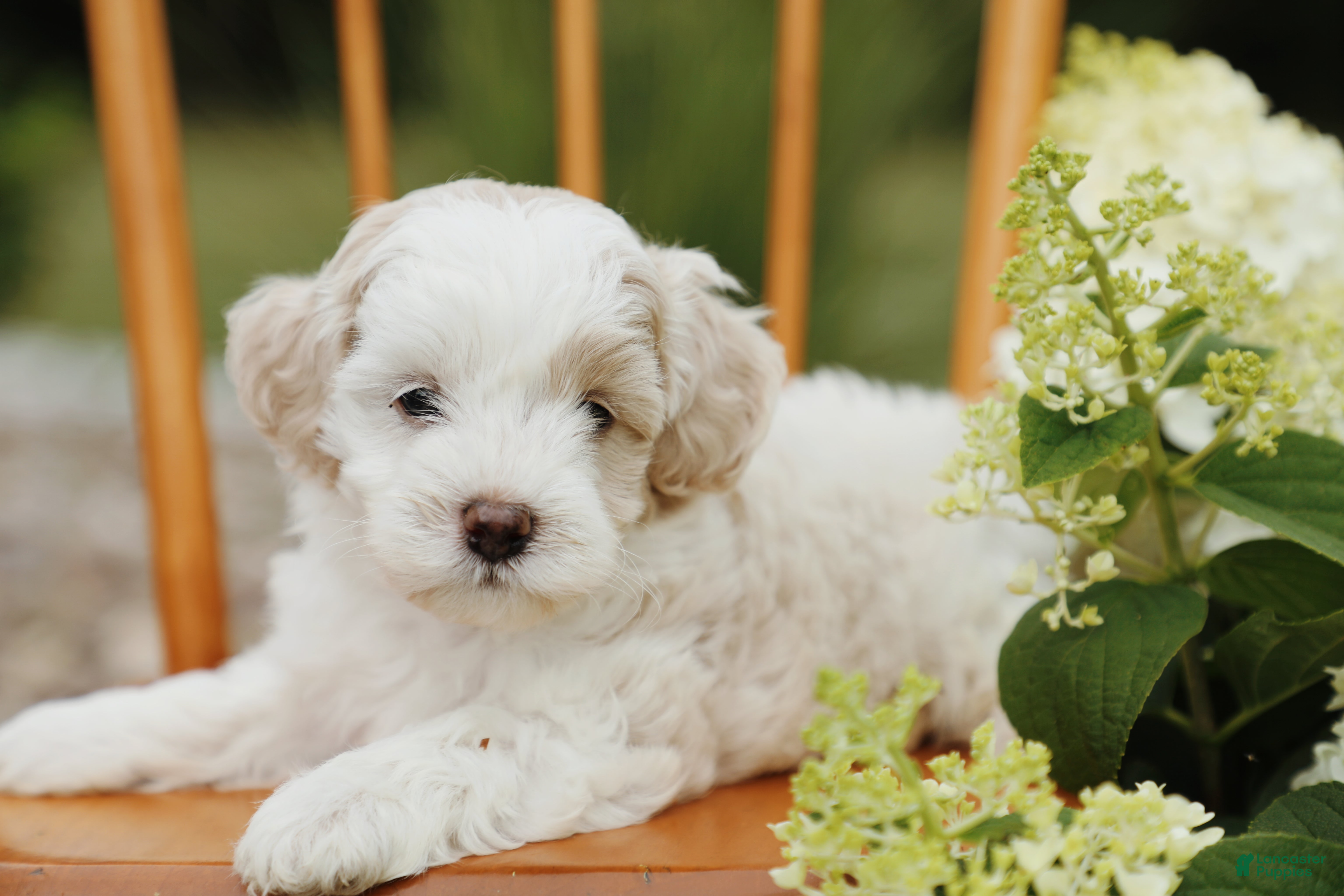 Mini Aussiedoodle dogs Teddy - Ad 2