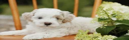 Mini Aussiedoodle dogs for sale: Teddy - Ad 2