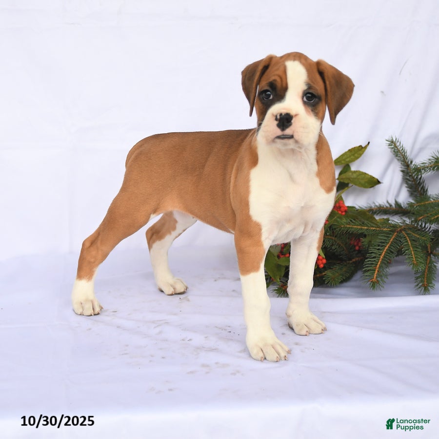 Boxer dogs Tulip - Ad 15
