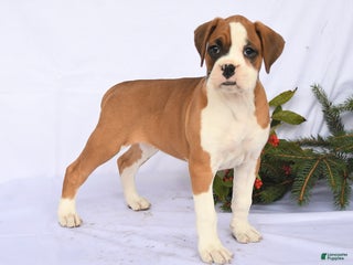 Boxer dogs Tulip - Ad 12