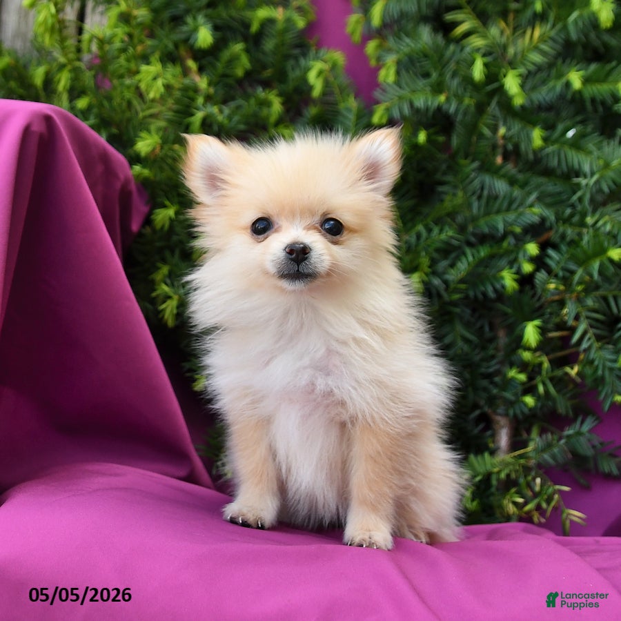 Pomeranian dogs Rosie Extra Small - Ad 2