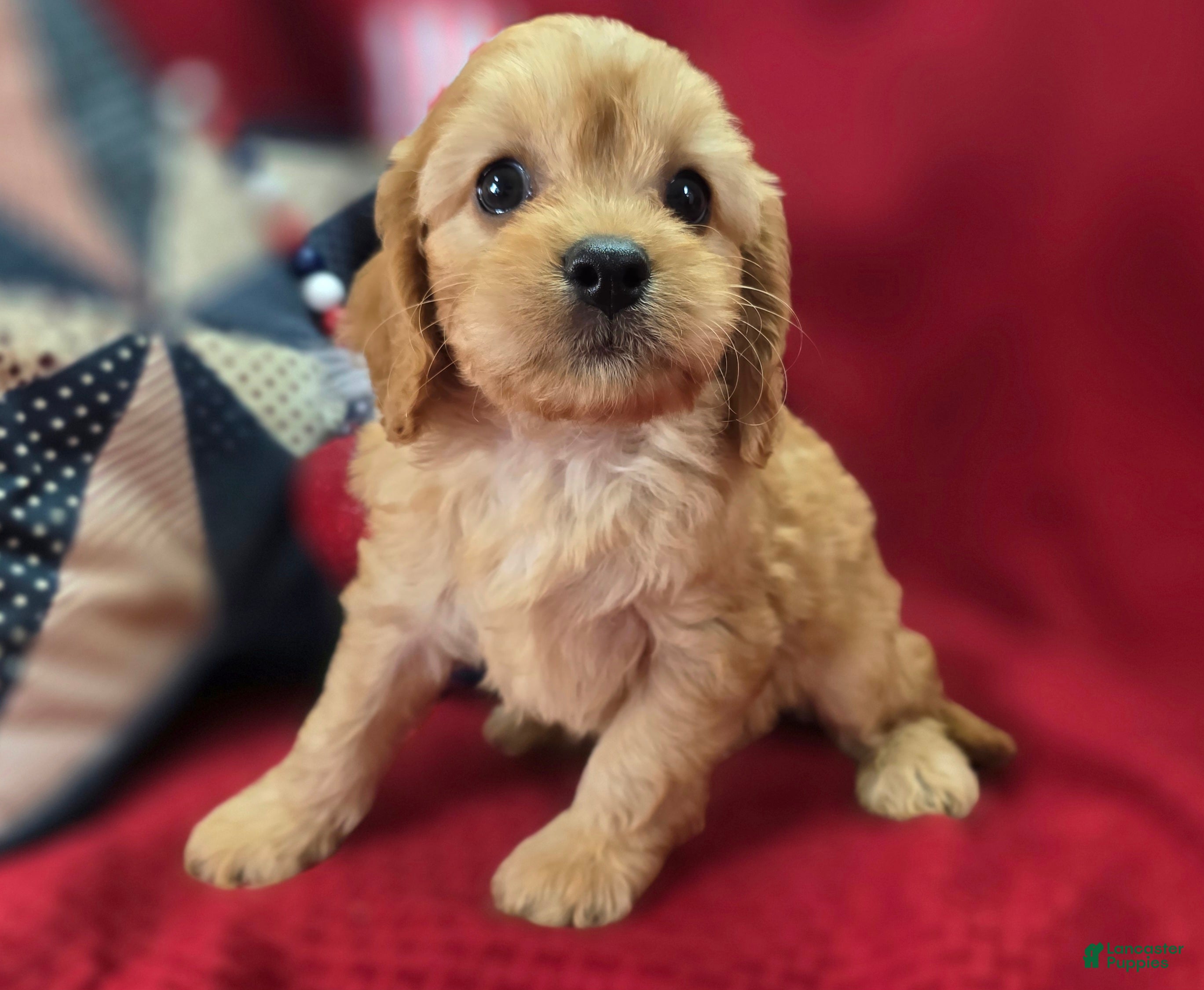 Cavapoo dogs Beau - Ad 26