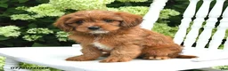 Cavapoo dogs for sale: Dahlia - Ad 3