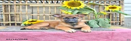 Mixed Breed dogs for sale: Autumn - Ad 3