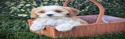 Cavapoo dogs for sale: Mr Andy - Ad 29