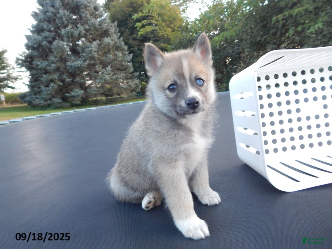Pomsky dogs for sale: Jack - Ad 10