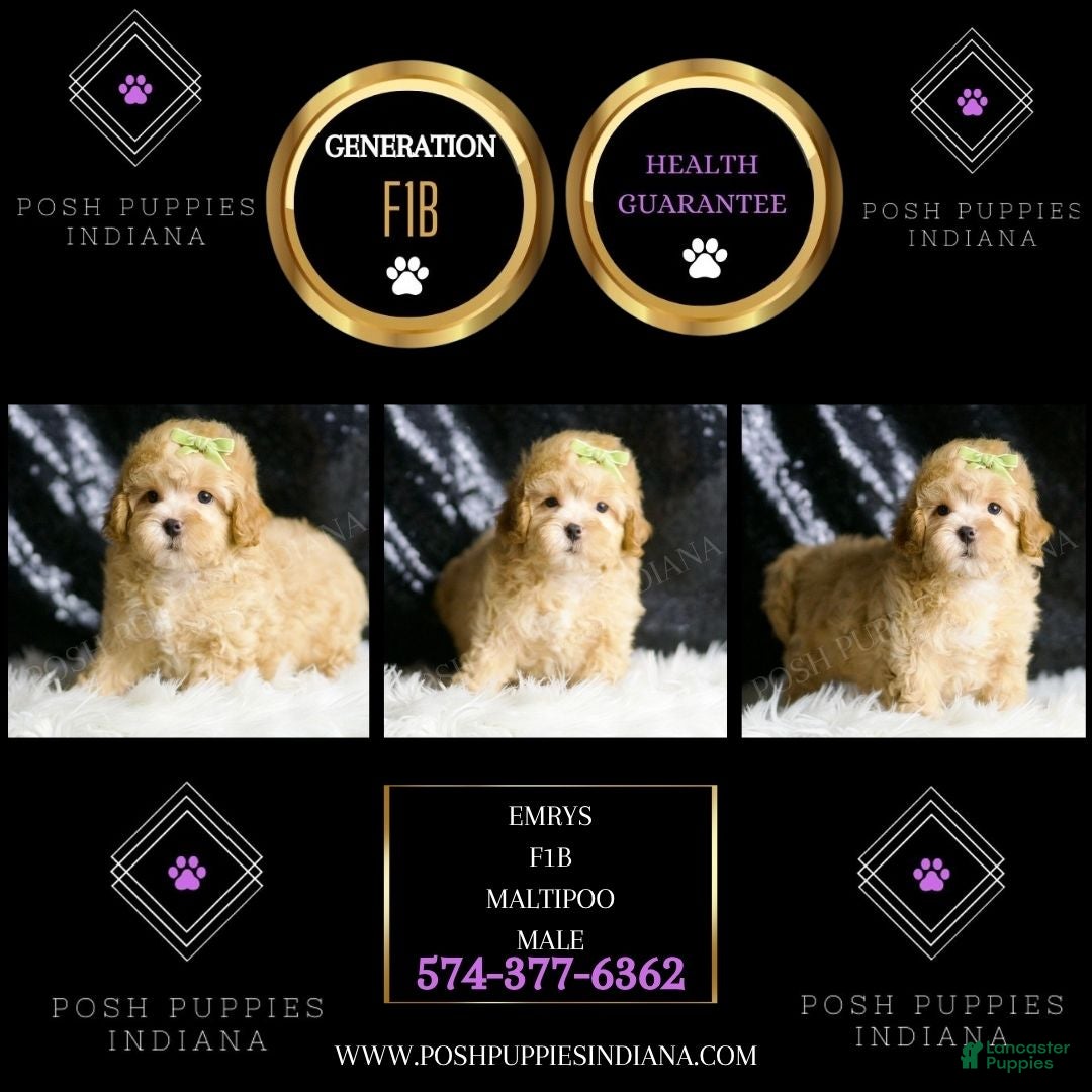 Maltipoo dogs for sale: Emrys - Ad 5