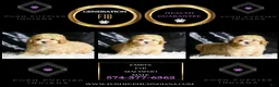 Maltipoo dogs for sale: Emrys - Ad 5