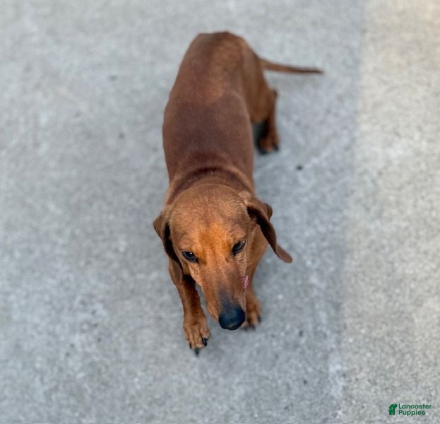 Miniature Dachshund dogs Miniature Dachshund Puppy 2 - Ad 2
