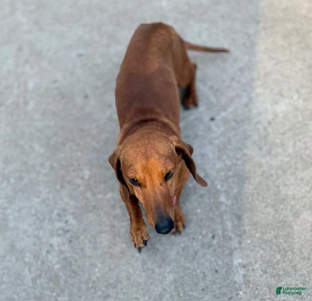 Miniature Dachshund dogs for sale: Miniature Dachshund Puppy 2 - Ad 2