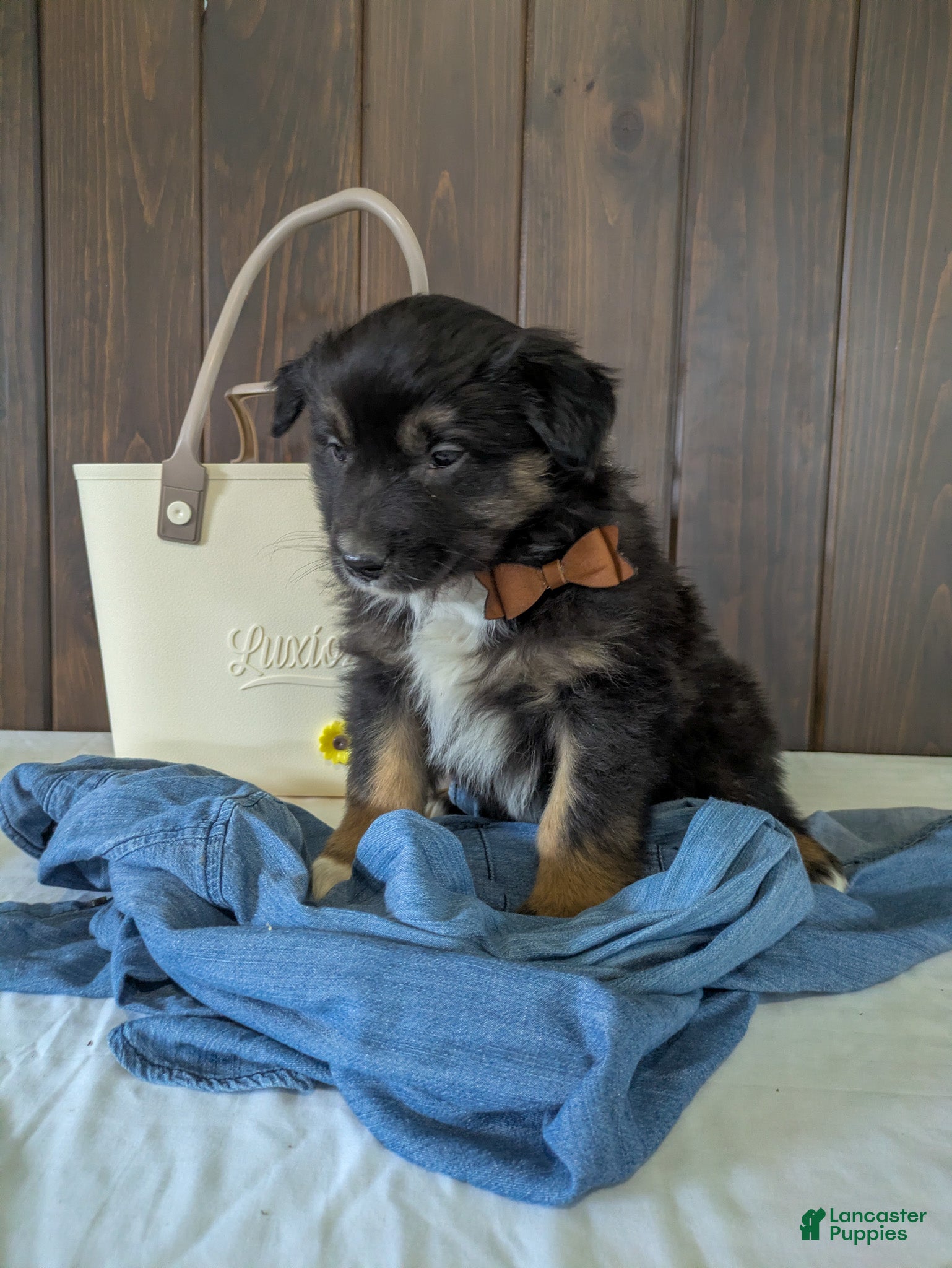 Mixed Breed dogs Sawyer  - Ad 1