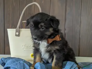 Mixed Breed dogs for sale: Sawyer - Ad 1