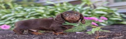 Miniature Dachshund dogs for sale: Lyn - Ad 4
