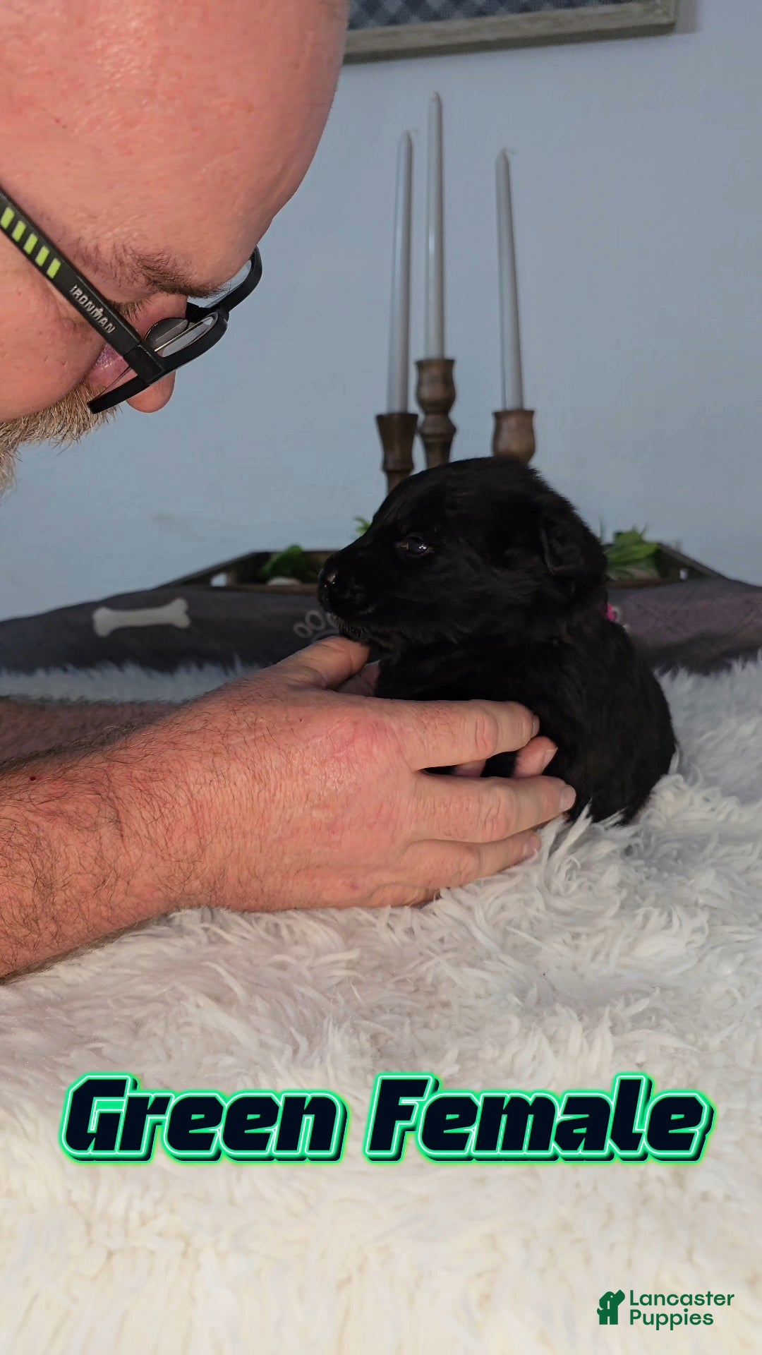 German Shepherd dogs Solid black long hair female Green - Ad 2