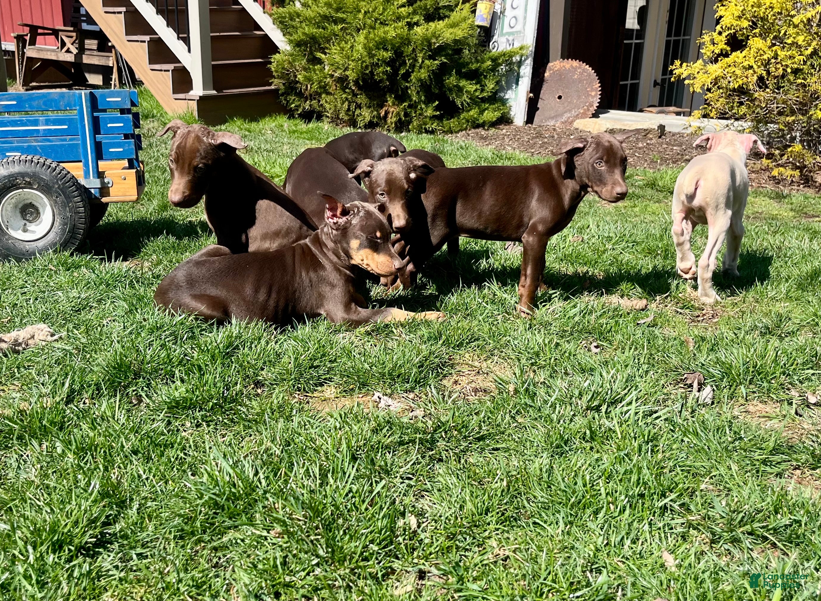 Doberman Pinscher dogs DUKE❤️🐾AKC Ears Tail Docked❤️Call or text 717-837-3447 - Ad 42