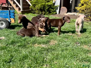 Doberman Pinscher dogs DUKE❤️🐾AKC Ears Tail Docked❤️Call or text 717-837-3447 - Ad 42