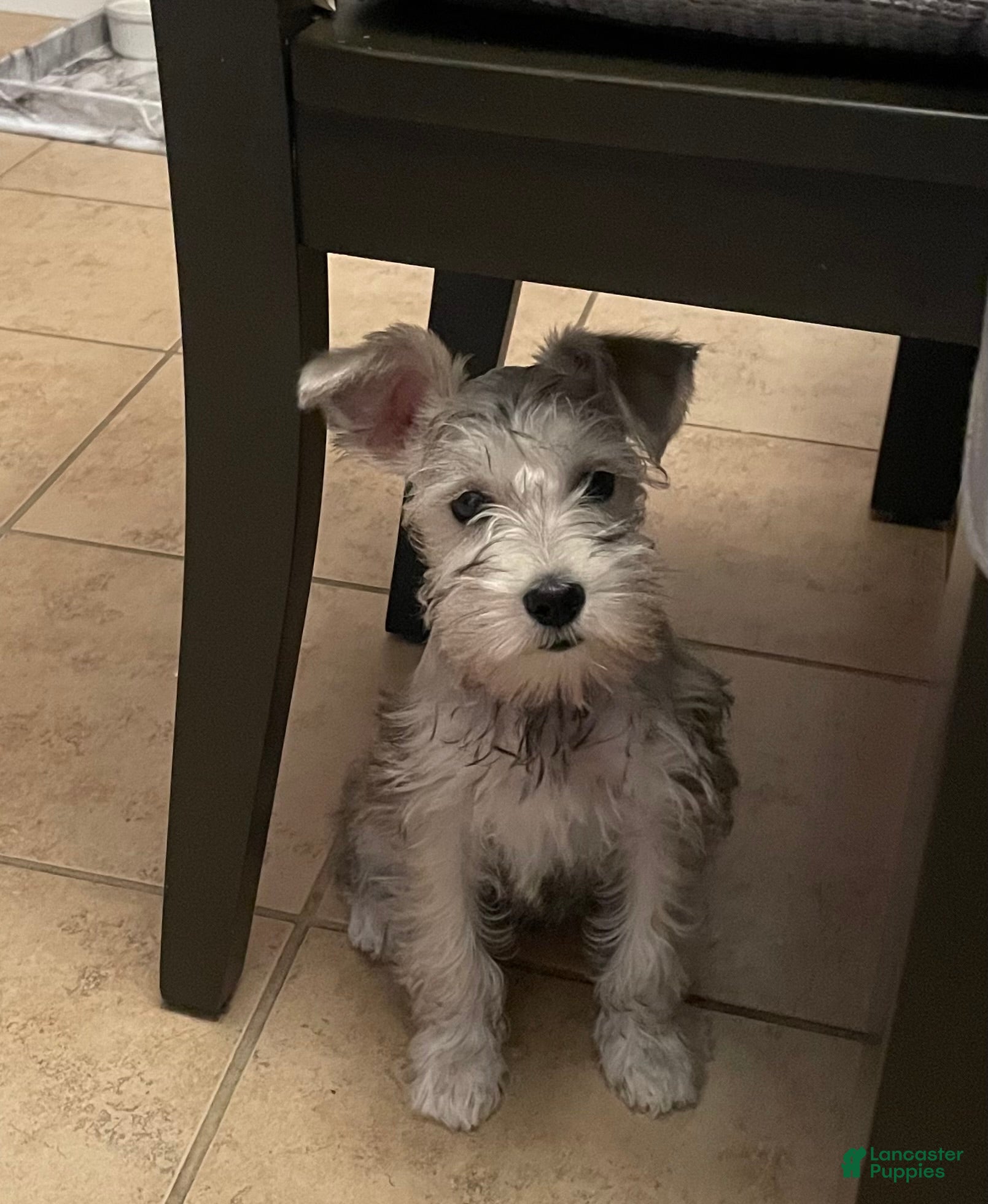 Miniature Schnauzer dogs Miniature Schnauzer 1 - Ad 28