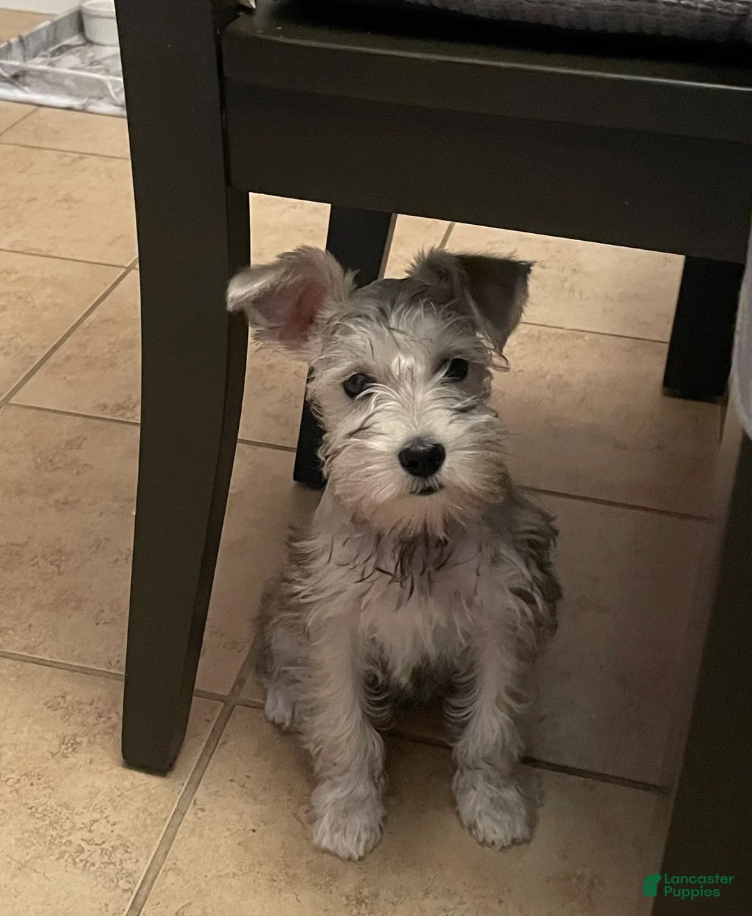 Miniature Schnauzer dogs for sale: Miniature Schnauzer 1 - Ad 1