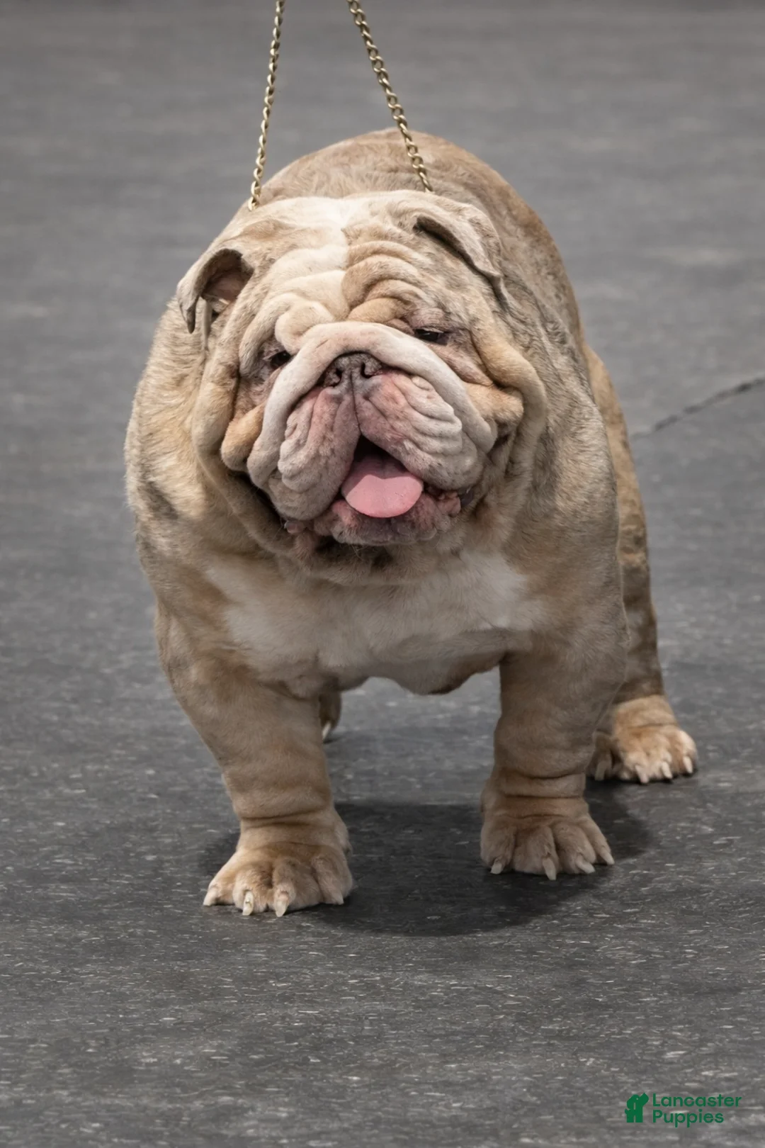 English Bulldog dogs for stud: Riptide JR - Ad 1