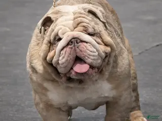 English Bulldog dogs Riptide JR - Ad 6