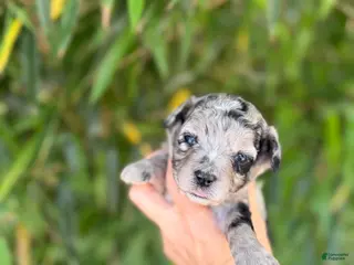 Mixed Breed dogs F1 toy Aussiedoodle Puppy 1 - Ad 16