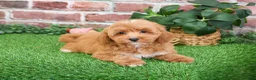 Mini Goldendoodle dogs for sale: Macaroni  - Ad 6