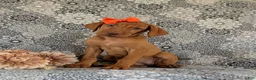 Vizsla dogs for sale: Alona - Ad 1