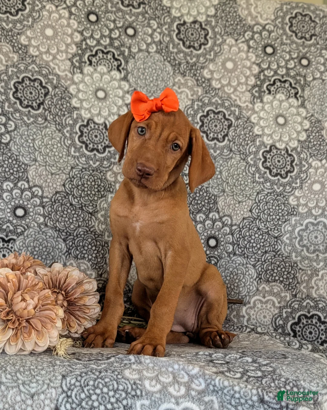 Vizsla dogs for sale: Alona - Ad 1