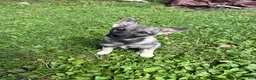 Mixed Breed dogs for sale: $100 BOTH MALES - Ad 8