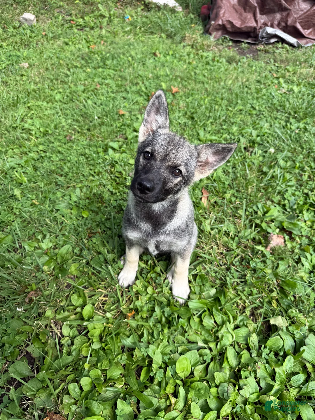 Mixed Breed dogs for sale: $100 BOTH MALES - Ad 8