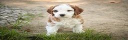 Cavapoo dogs for sale: Larry Cavapoo  - Ad 19