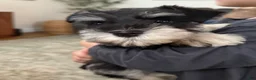 Miniature Schnauzer dogs for sale: Coconut - Ad 7