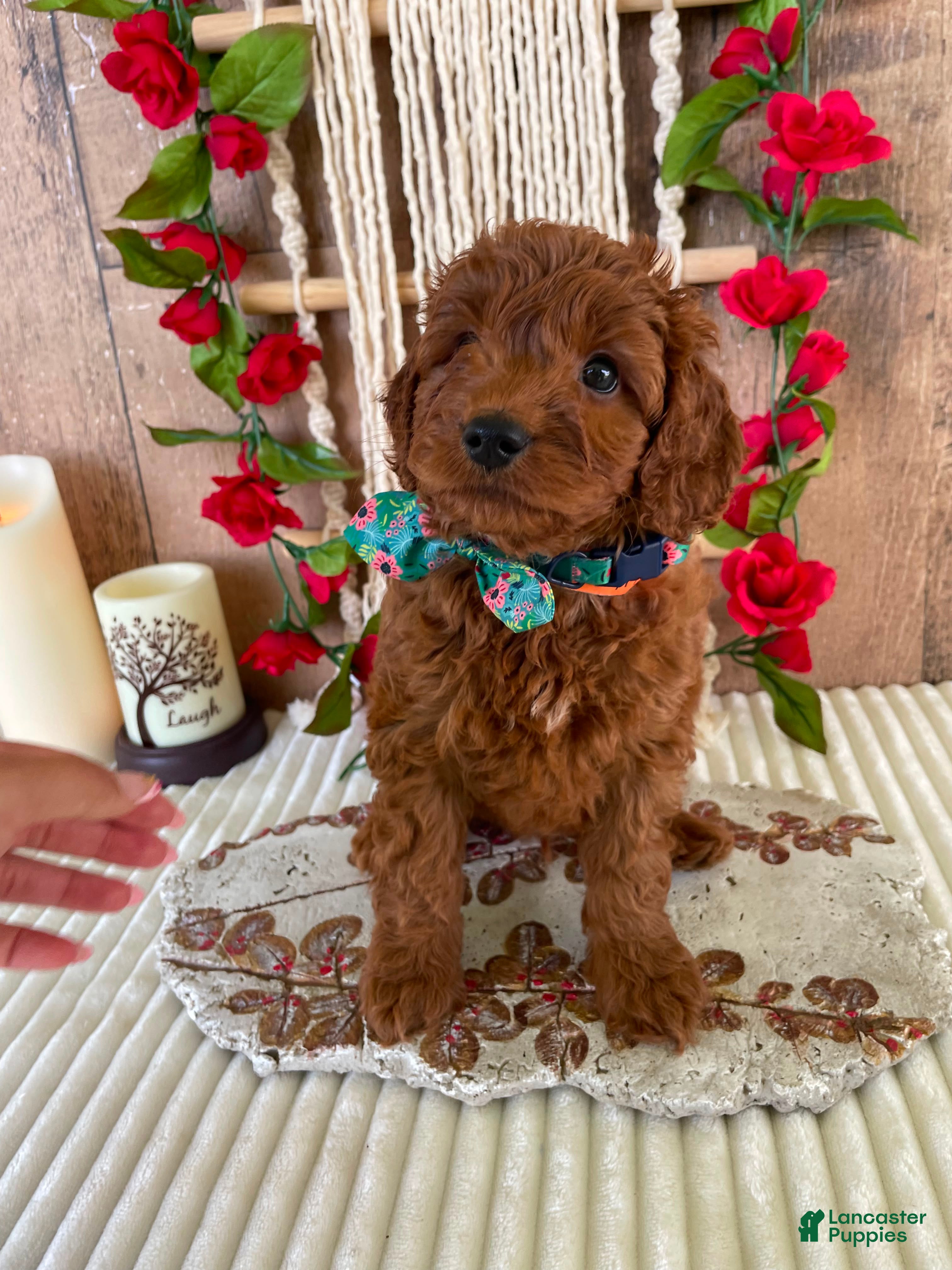 Mini Goldendoodle dogs Mr. Iris - Ad 16