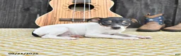 Toy Fox Terrier dogs for sale: Britt  - Ad 3