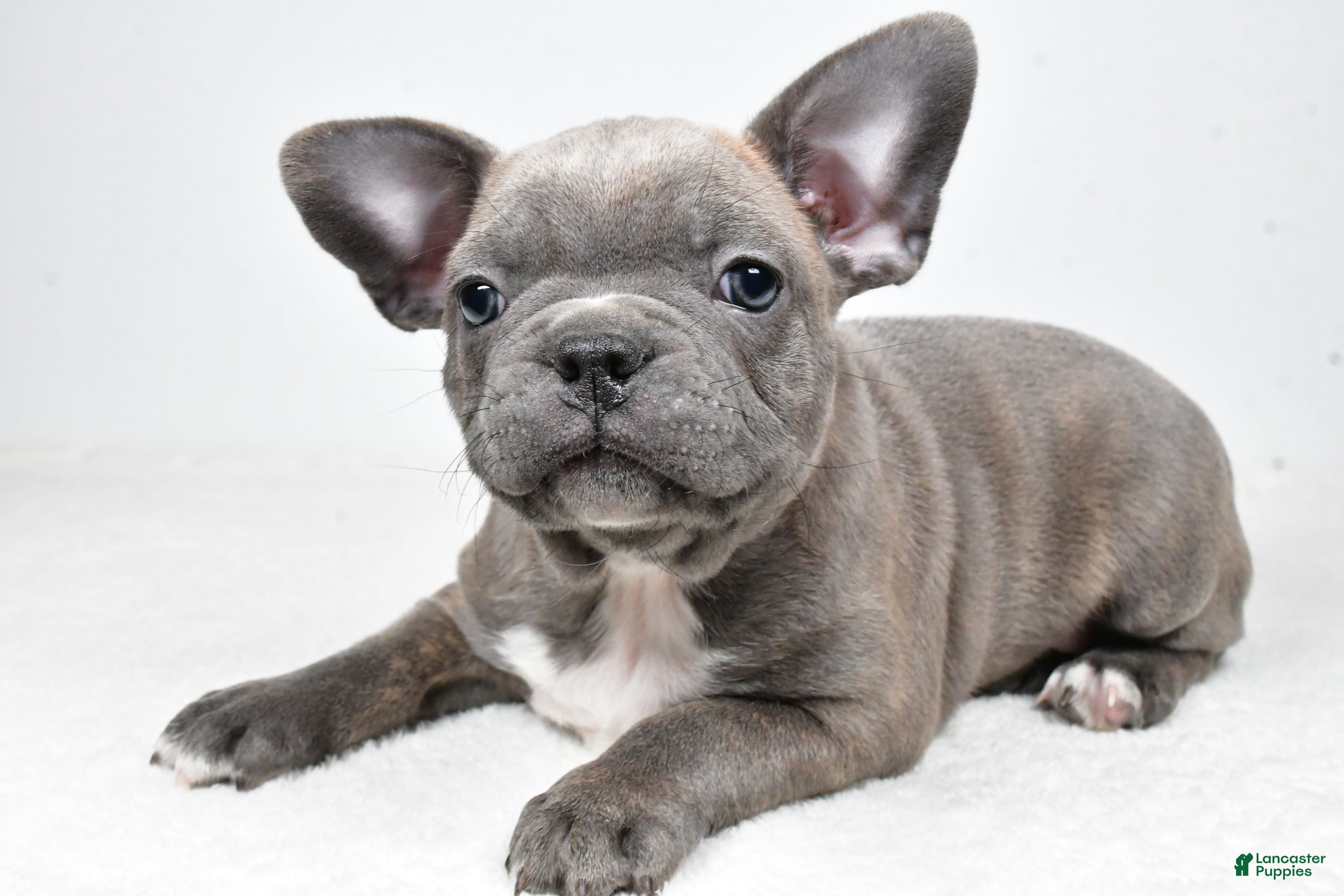 Frenchton dogs Winston  - Ad 2