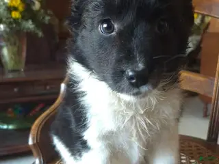 Mixed Breed dogs Buttons - Ad 26