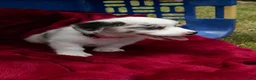 Welsh Corgi Pembroke dogs for sale: Welsh Corgi Pembroke 5 - Ad 2