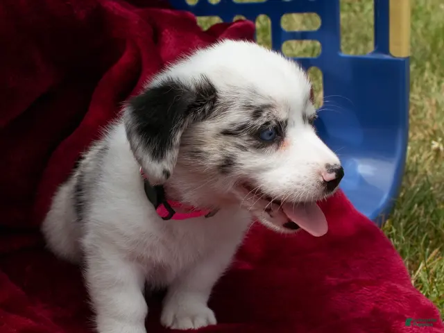 Welsh Corgi Pembroke dogs for sale: Welsh Corgi Pembroke 5 - Ad 2