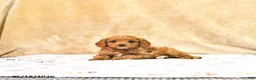 Cavapoo dogs for sale: Milo - Ad 3