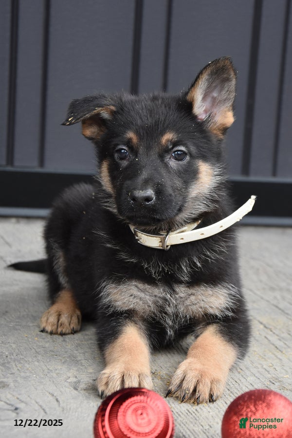 German Shepherd dogs Leah - Ad 15