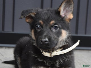 German Shepherd dogs Leah - Ad 17