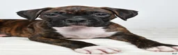 Boxer dogs for sale: Diesel - Ad 6
