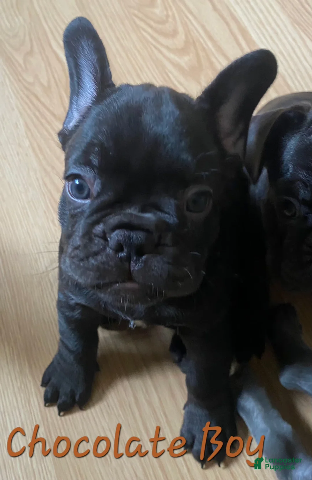 French Bulldog dogs for sale: French Bulldog Puppy 2 - Ad 1